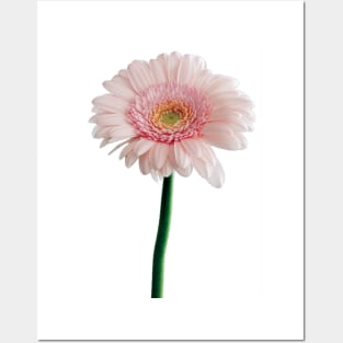 A Pink Carnation Flower Posters and Art